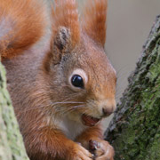red squirel